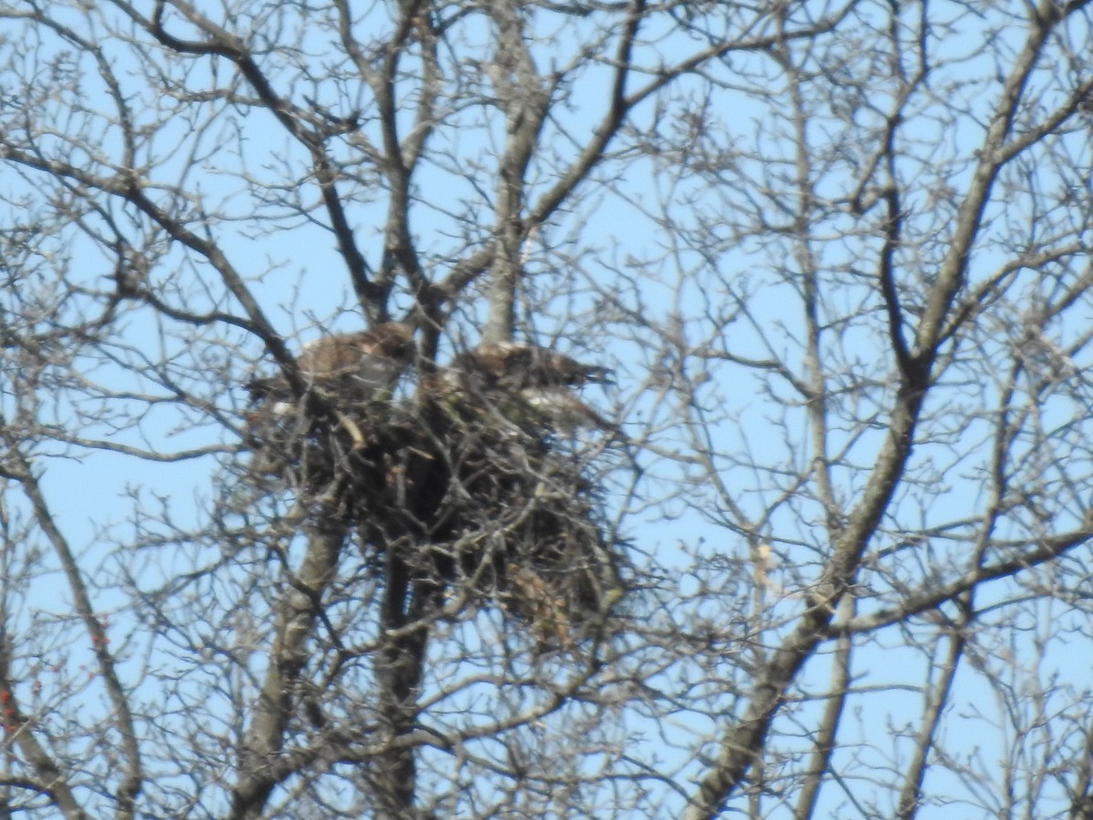 Red-tailed Hawk - ML632757274