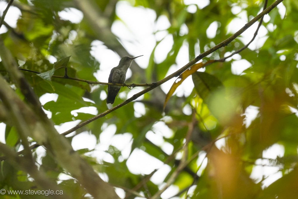 Fork-tailed Woodnymph - ML632757418