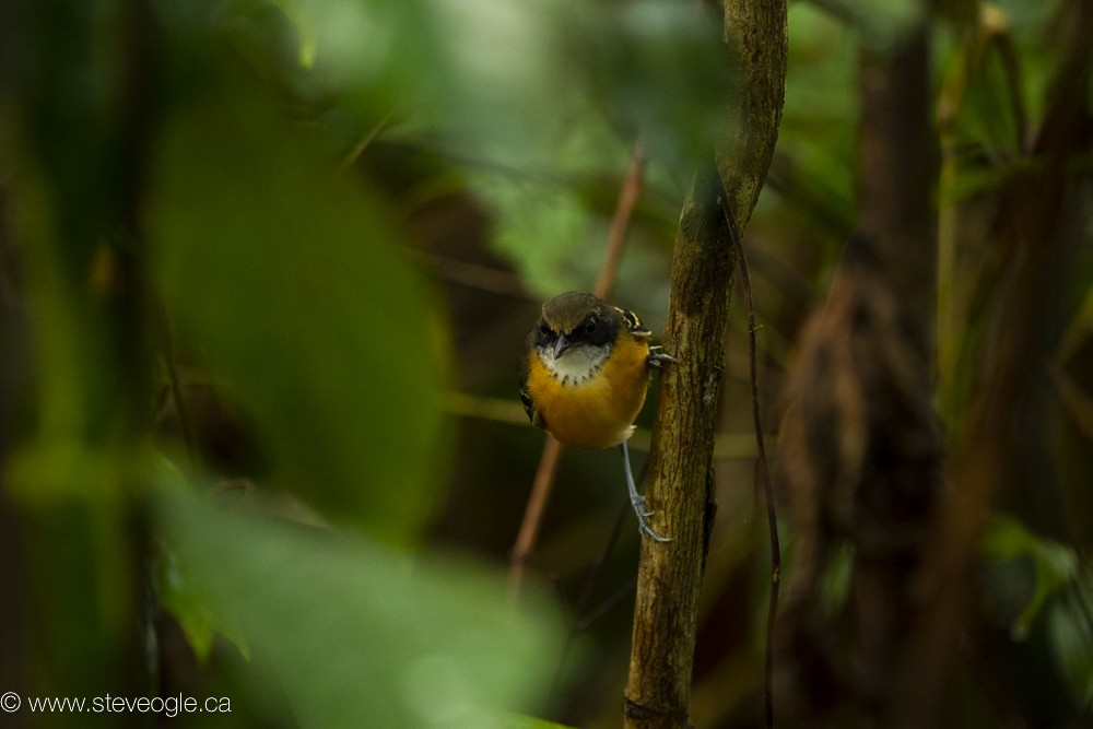 Black-faced Antbird - ML632757459