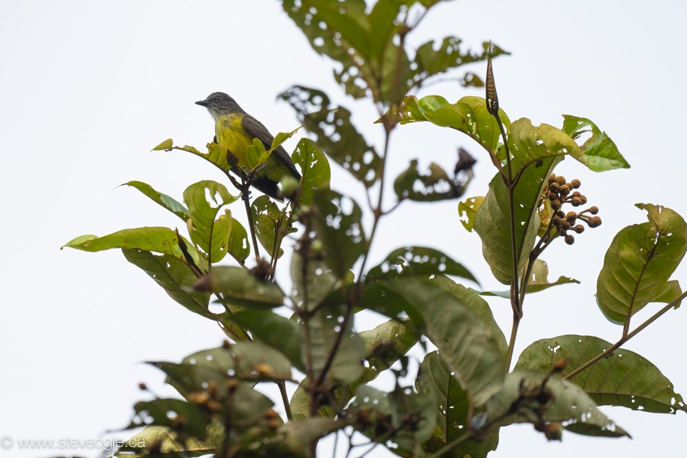 Dusky-chested Flycatcher - ML632757492