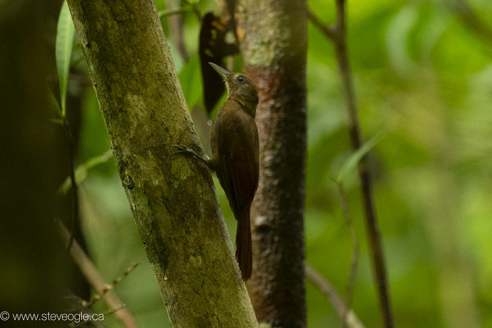 White-chinned Woodcreeper - ML632757520