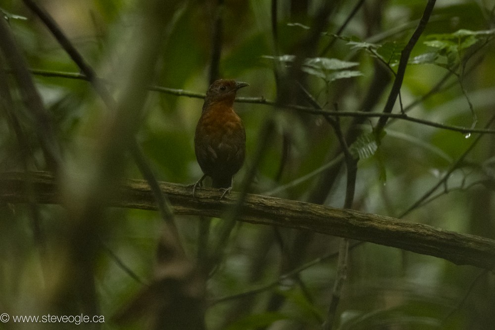 Musician Wren - ML632757546