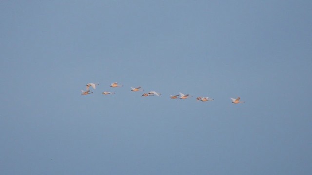 Trumpeter Swan - ML632757613