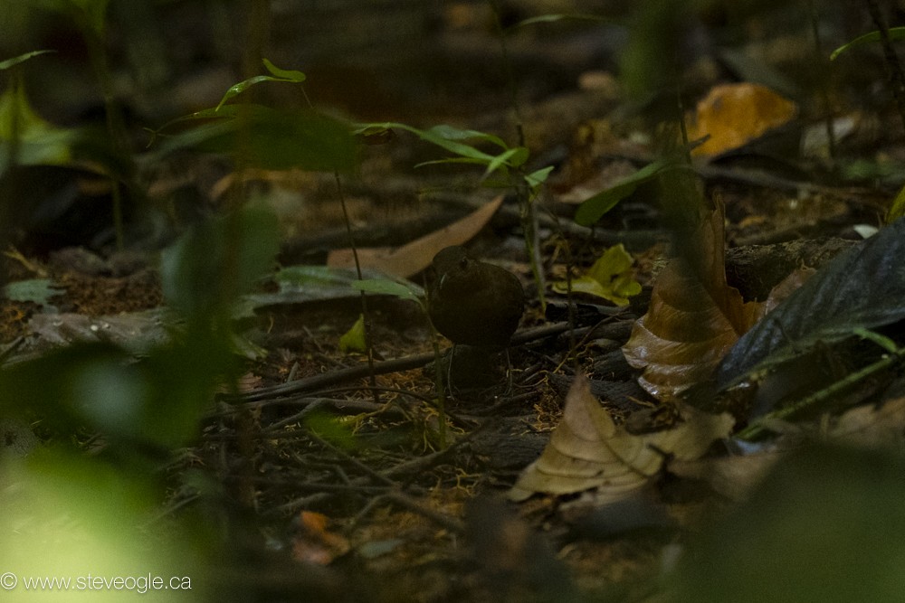 Short-billed Leaftosser - ML632757682