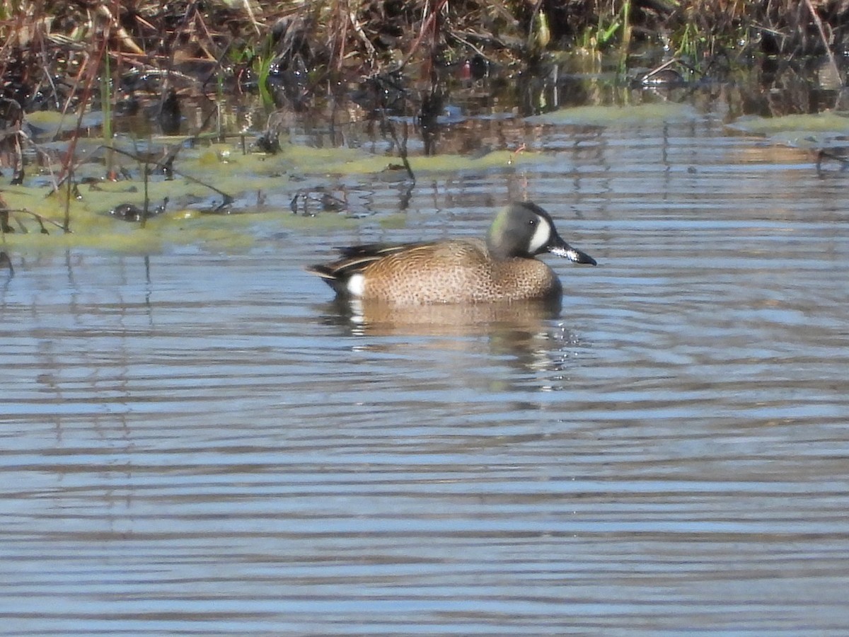 Blue-winged Teal - ML632757693