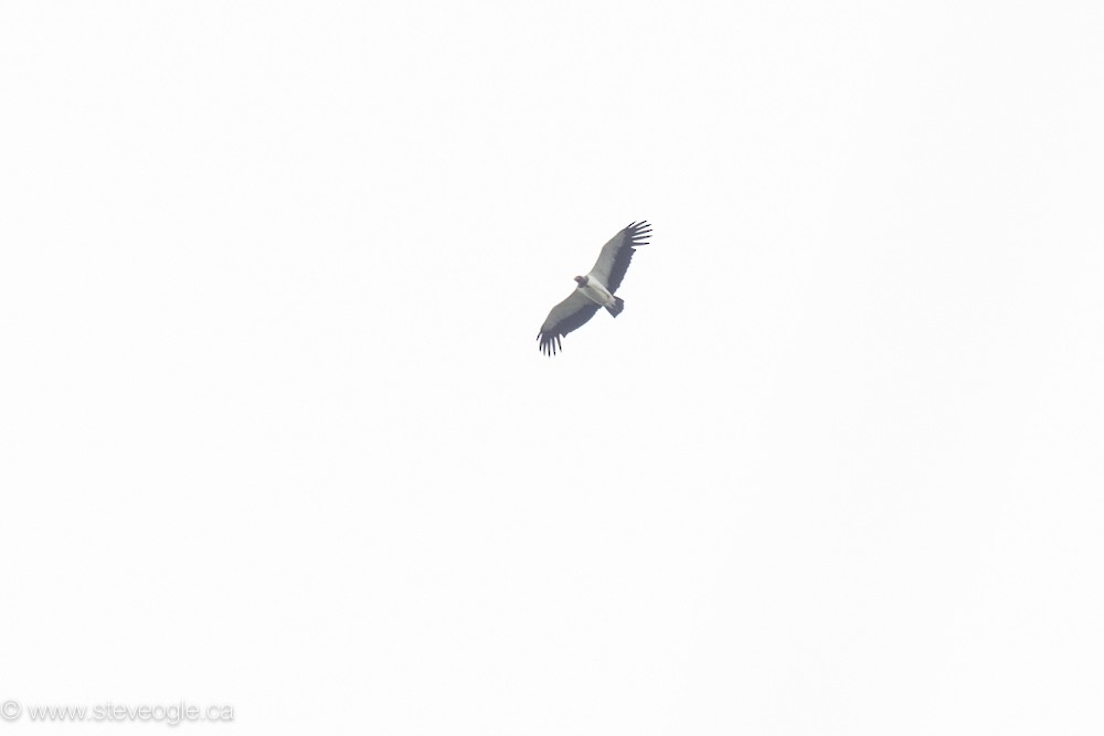 King Vulture - ML632757696