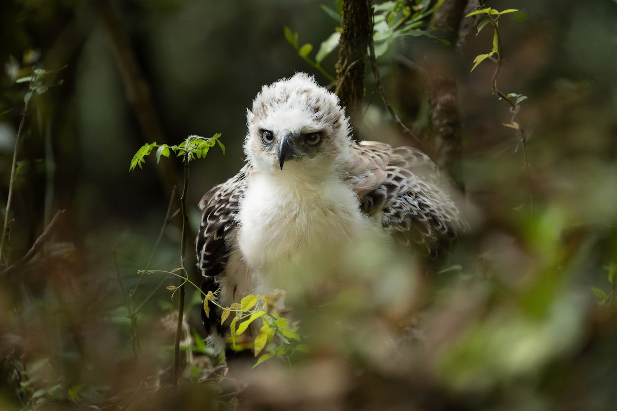 Black-and-chestnut Eagle - ML632757707