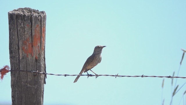 Sage Thrasher - ML632757720
