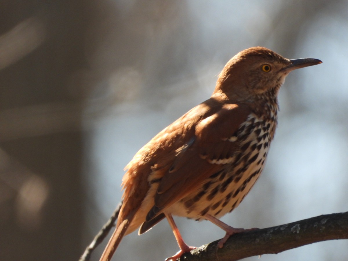 Brown Thrasher - ML632757734