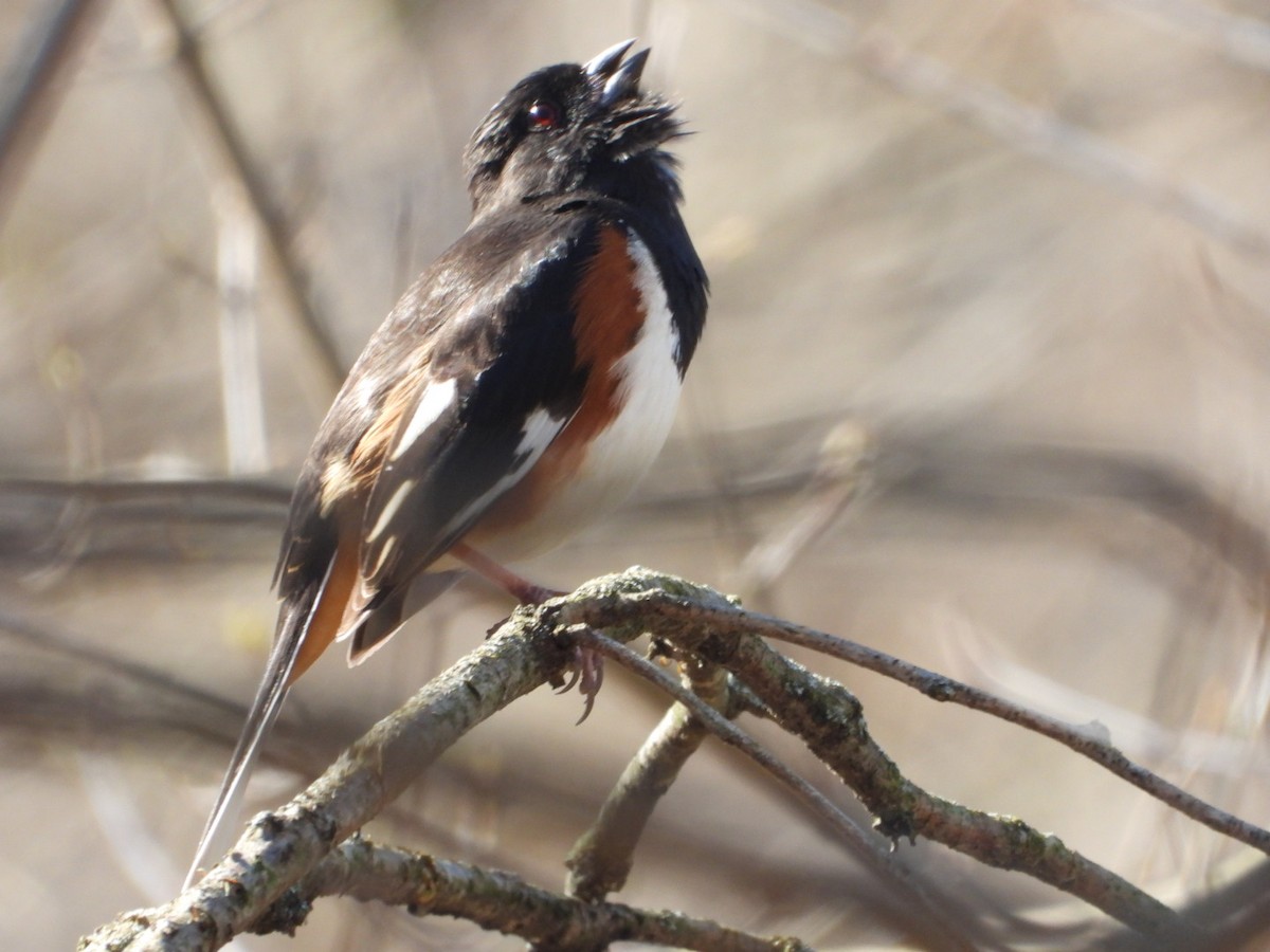 Eastern Towhee - ML632757738