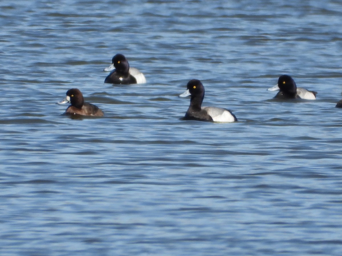 Lesser Scaup - ML632757740