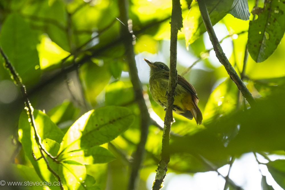 Rufous-tailed Flatbill - ML632757743