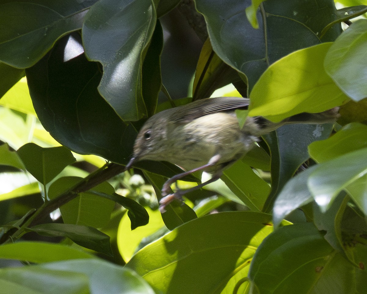 Mountain Thornbill - ML632757883