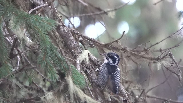 American Three-toed Woodpecker - ML632757903
