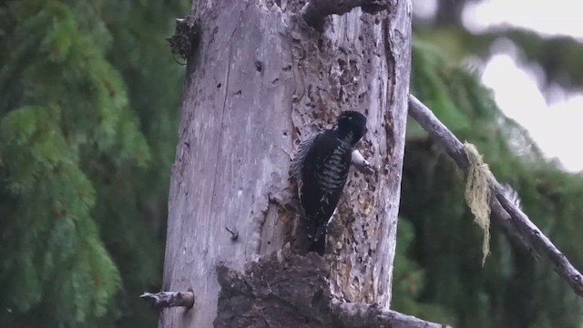 American Three-toed Woodpecker - ML632757998