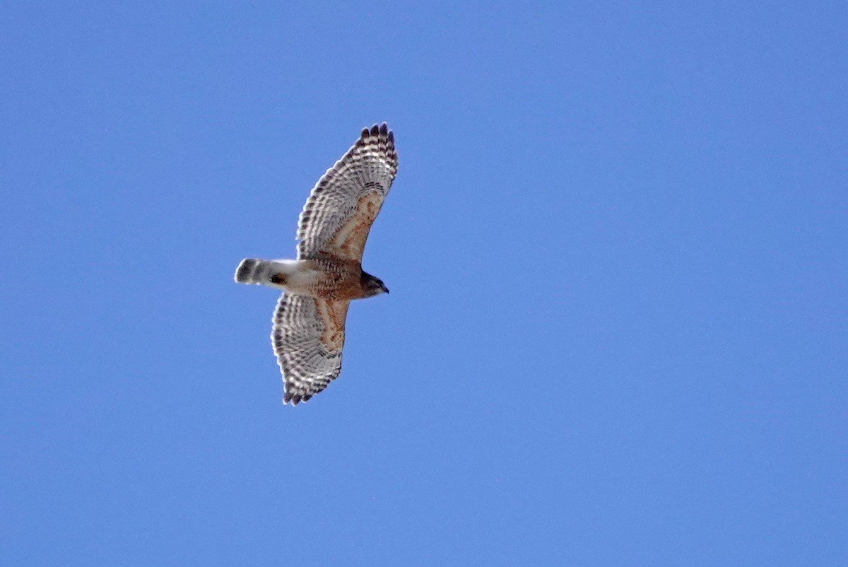 Red-shouldered Hawk - ML632758048