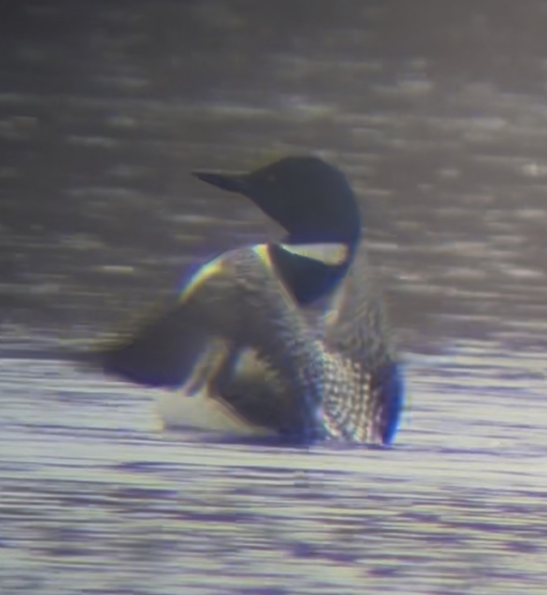 Common Loon - ML632758234