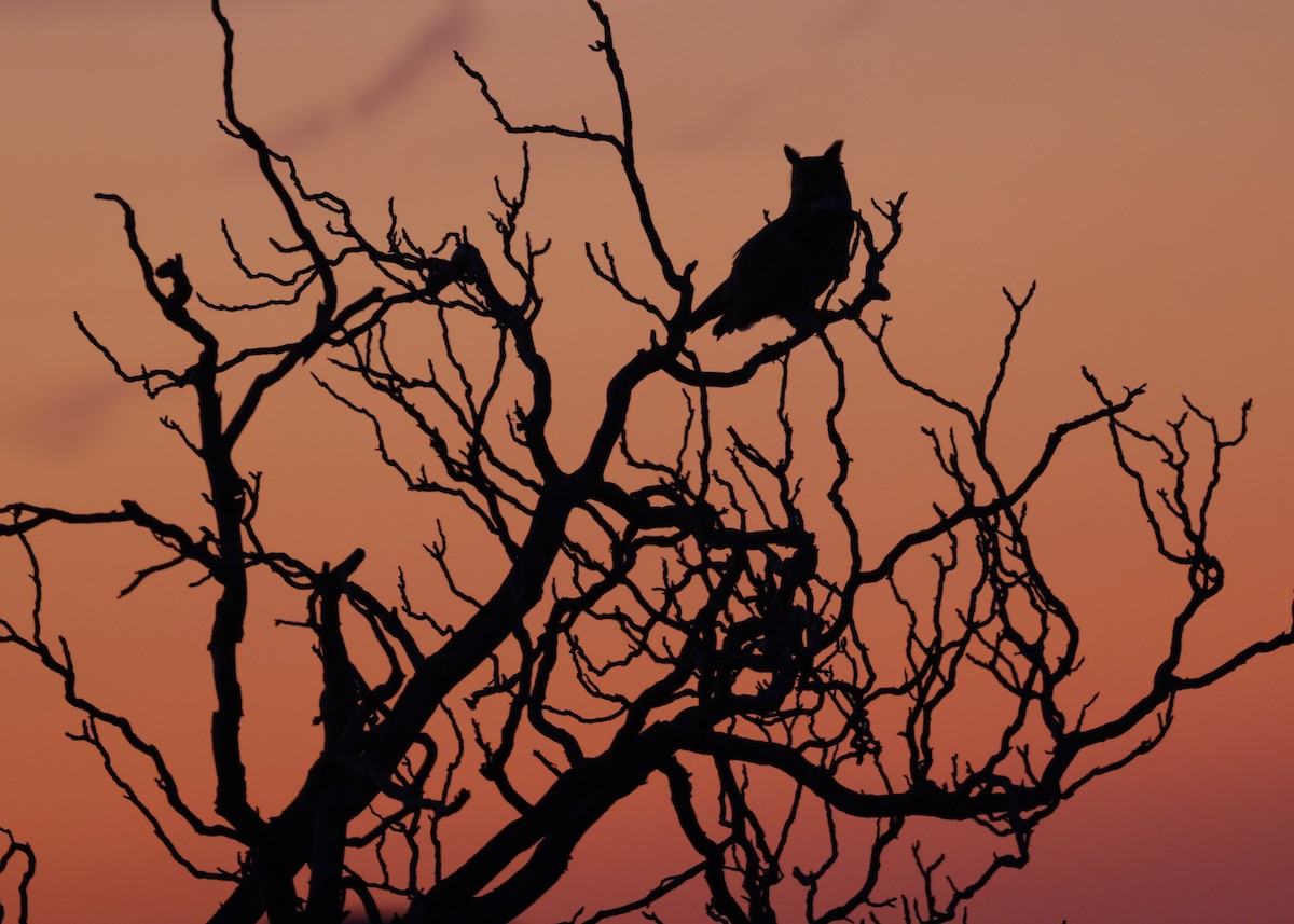 Great Horned Owl - ML632758237