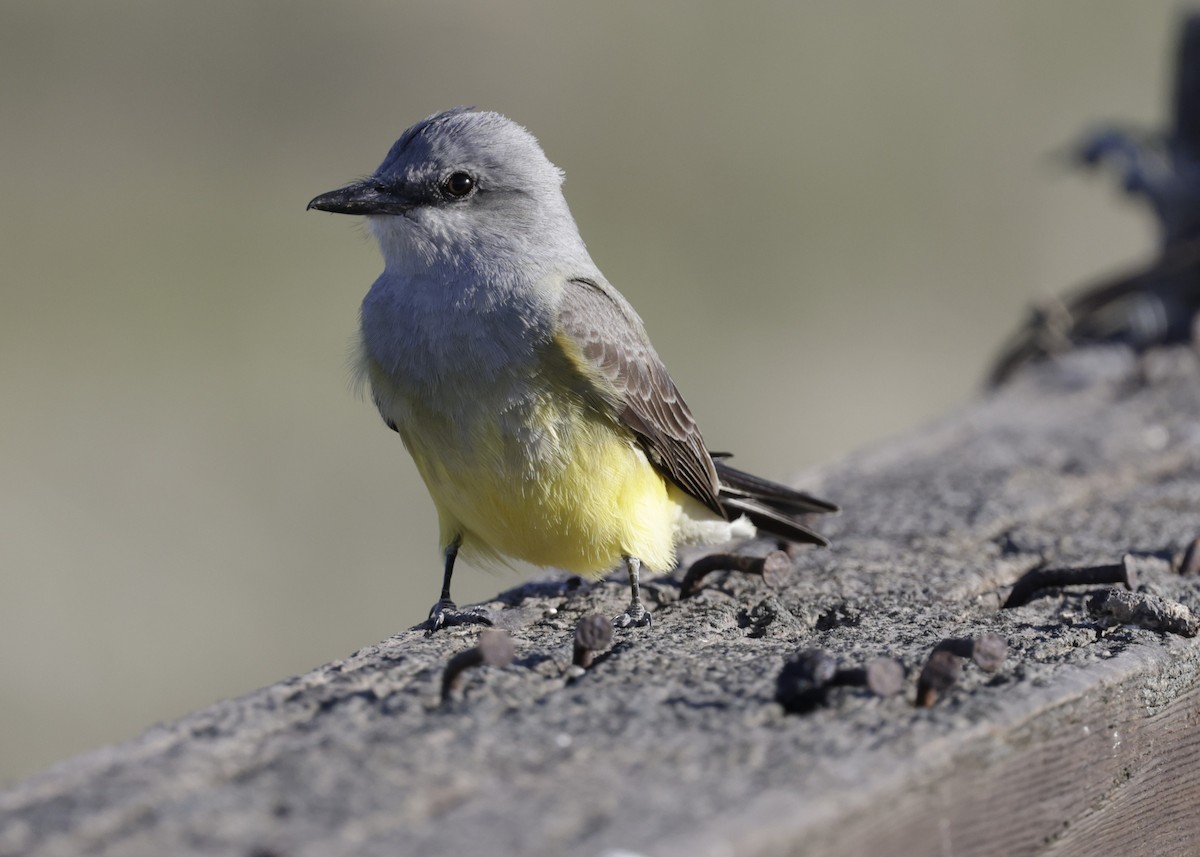 Western Kingbird - ML632758243
