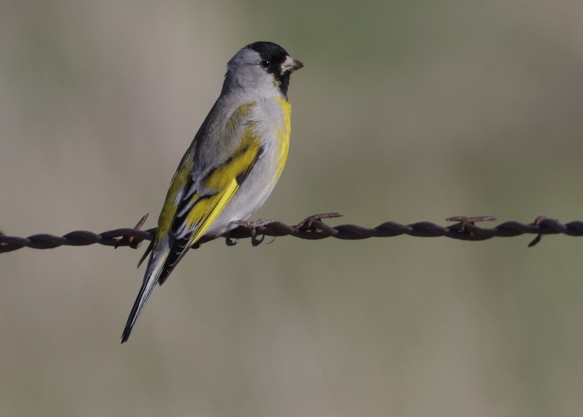 Lawrence's Goldfinch - ML632758252