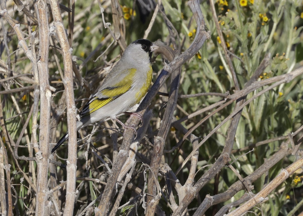 Lawrence's Goldfinch - ML632758253