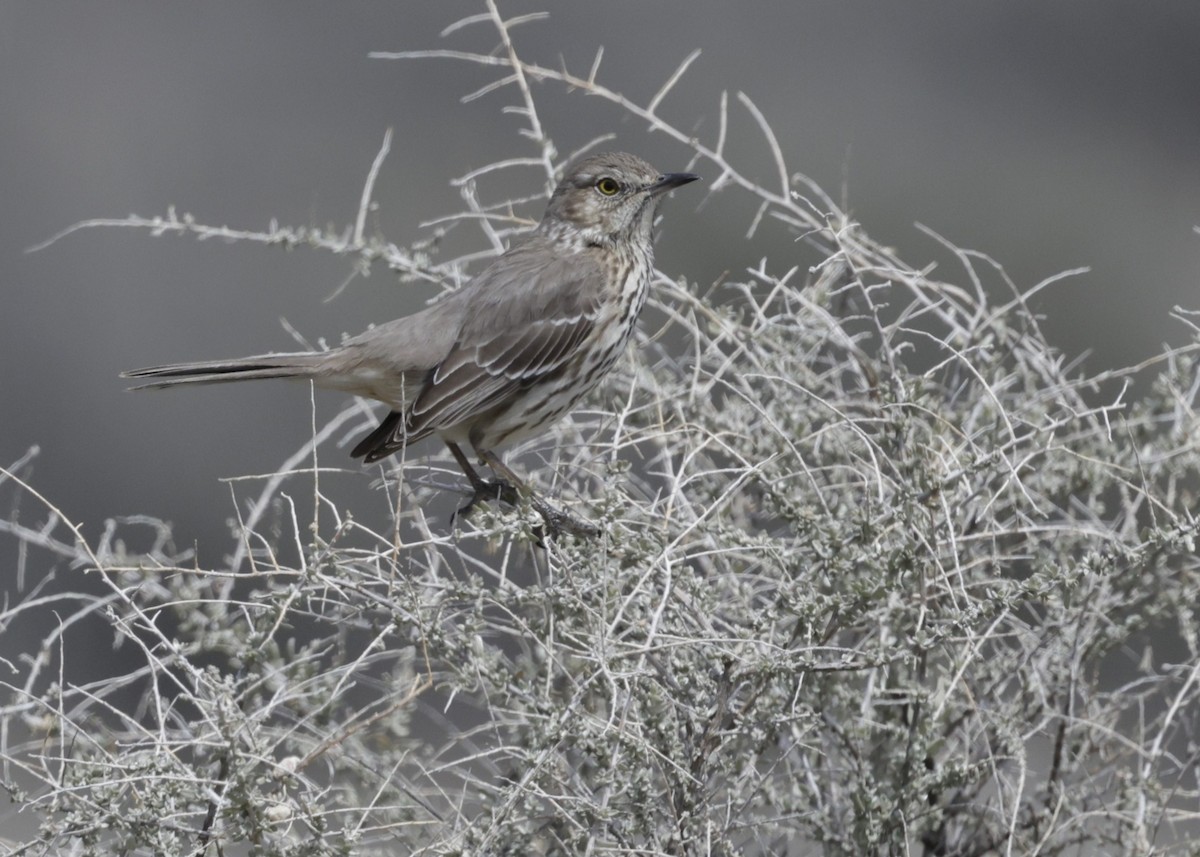 Sage Thrasher - ML632758260