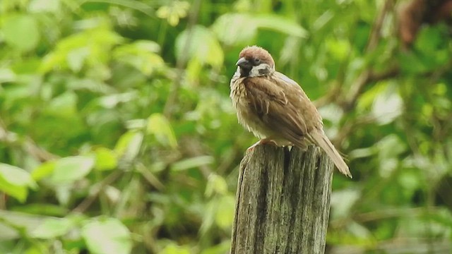 Eurasian Tree Sparrow - ML632758692