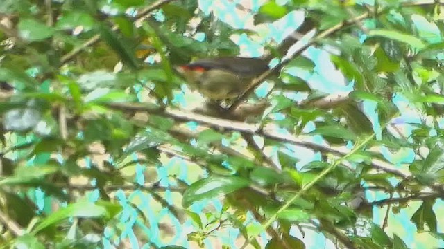 Scarlet-backed Flowerpecker - ML632758697