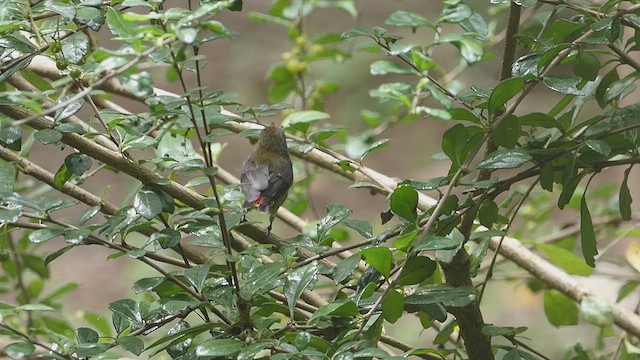 Scarlet-backed Flowerpecker - ML632758719