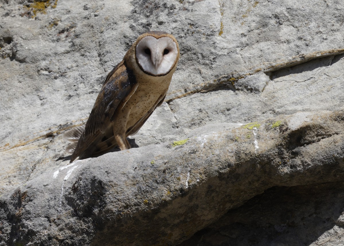 American Barn Owl - ML632758720