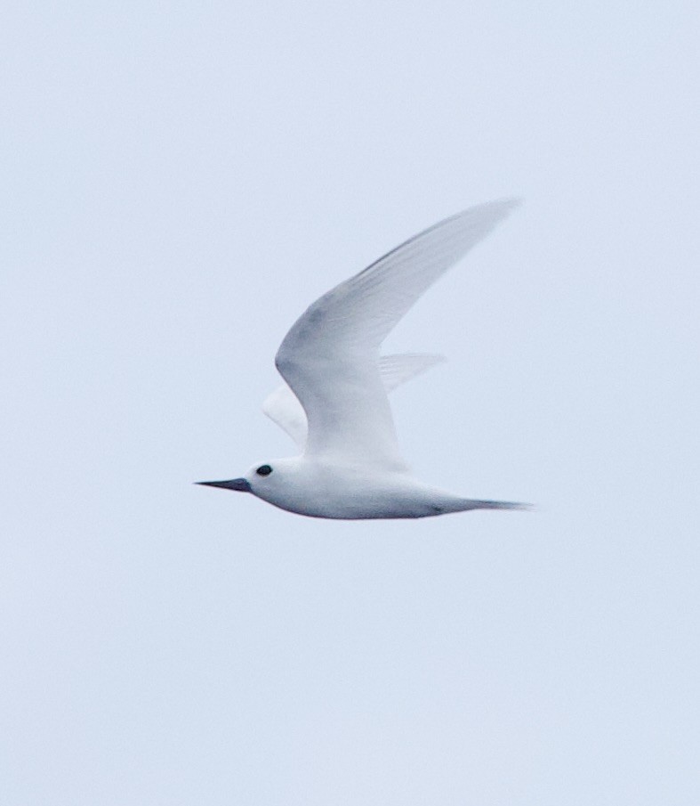 白燕鷗 - ML632758723