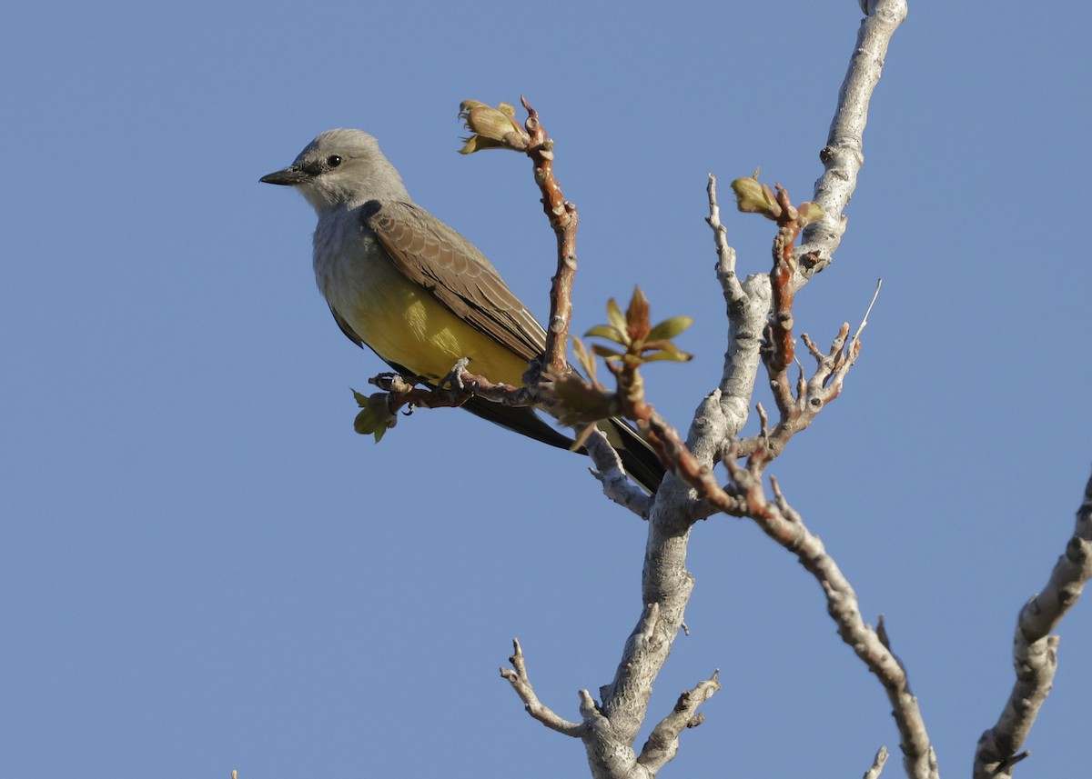 Western Kingbird - ML632758755