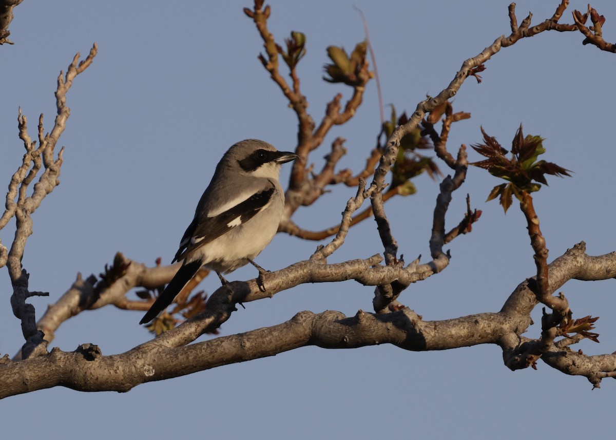 Loggerhead Shrike - ML632758769