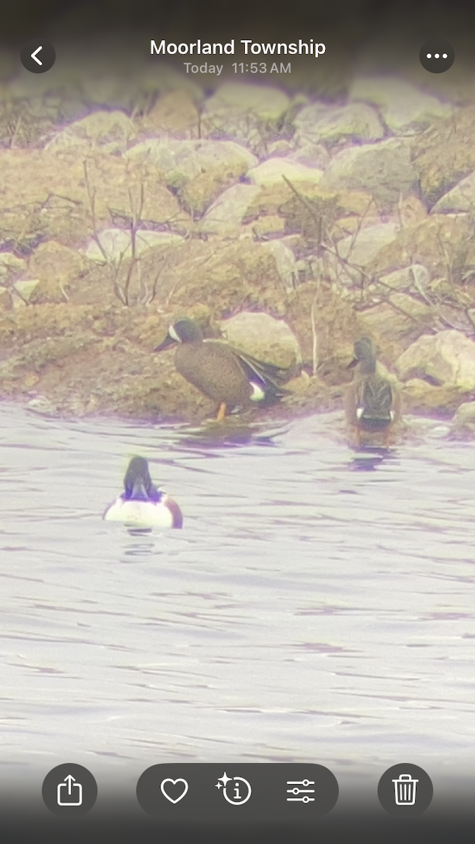 Blue-winged Teal - ML632758779