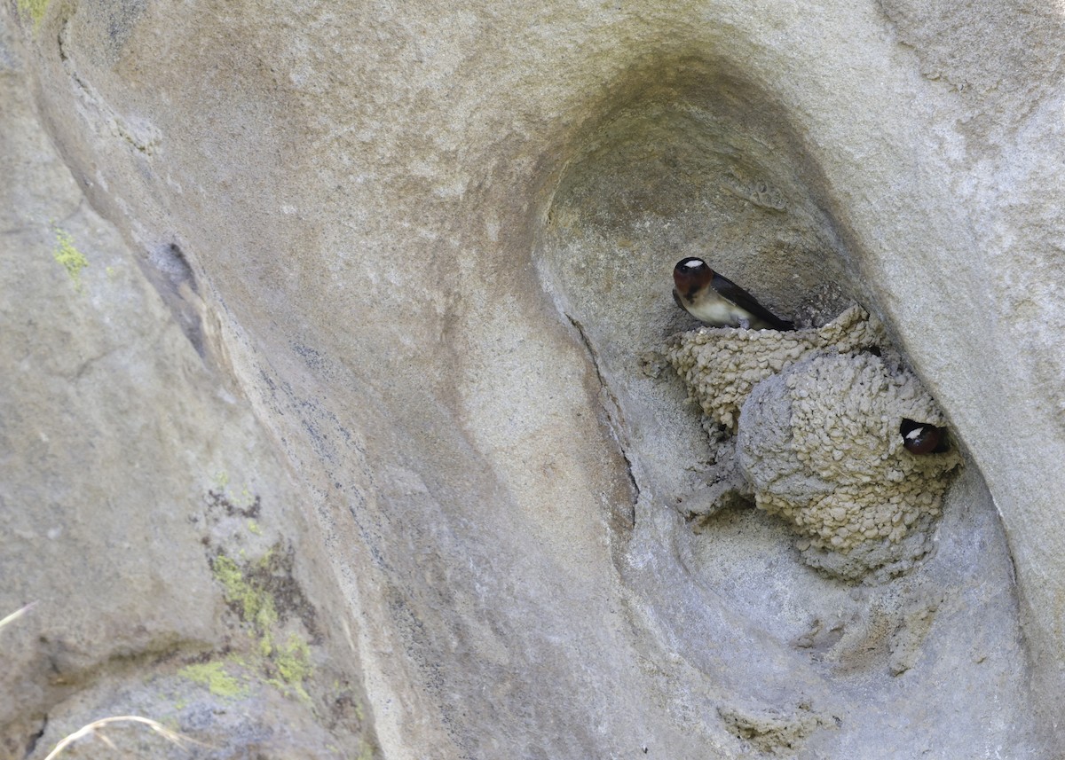 Cliff Swallow - ML632758783