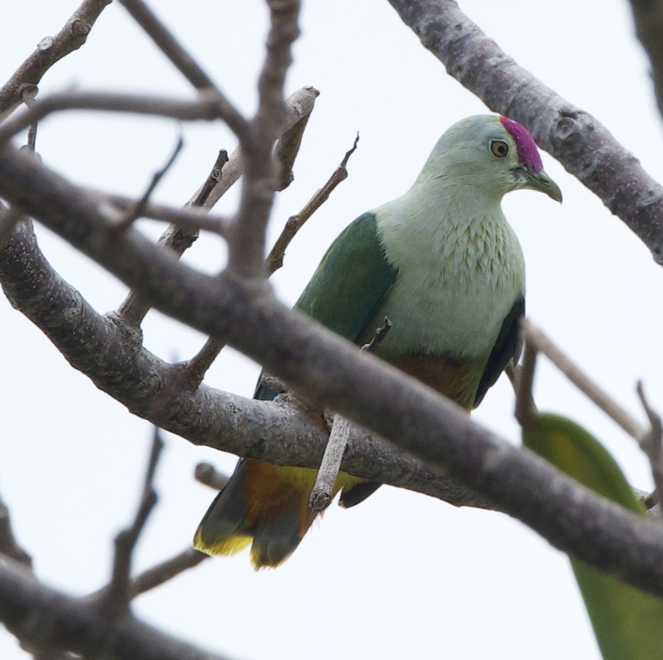 Crimson-crowned Fruit-Dove - ML632758784
