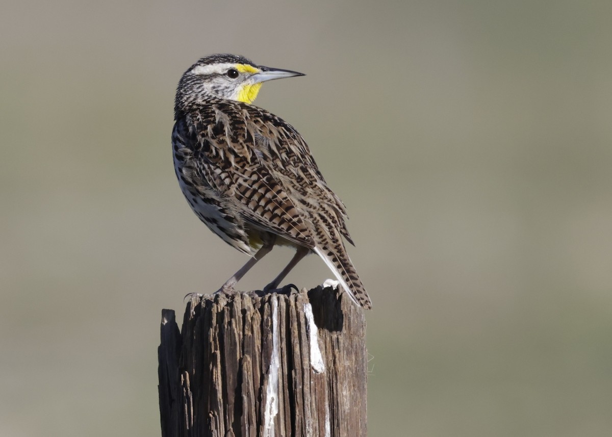 Western Meadowlark - ML632758817