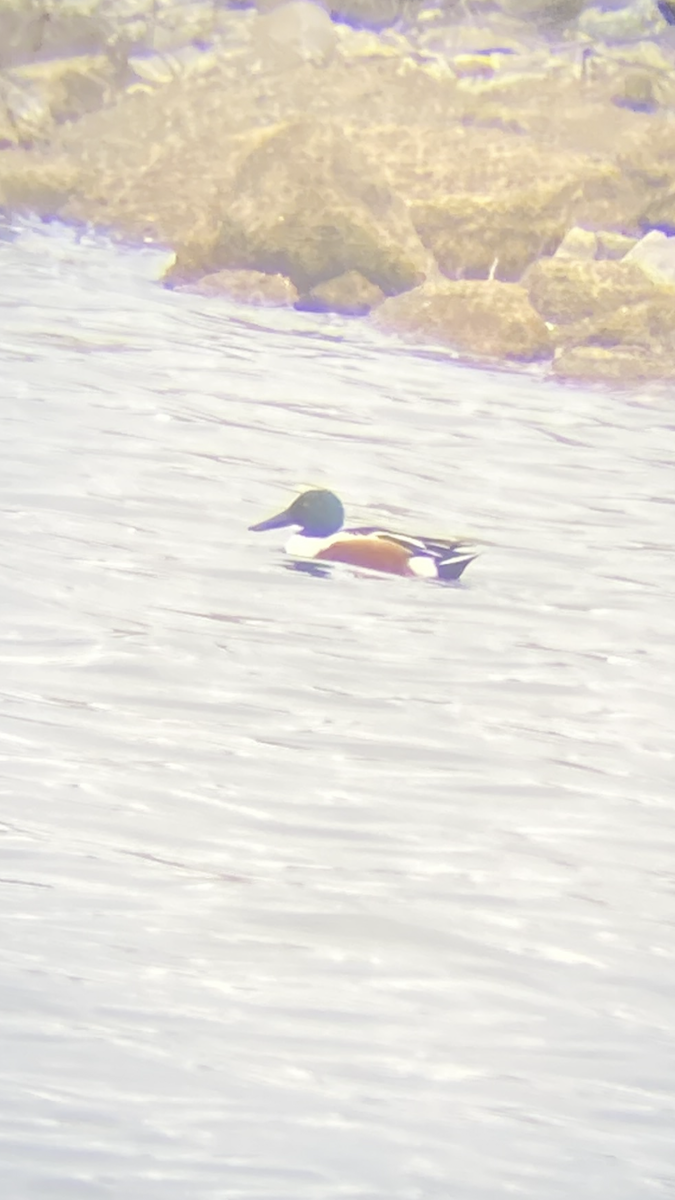 Northern Shoveler - ML632758845