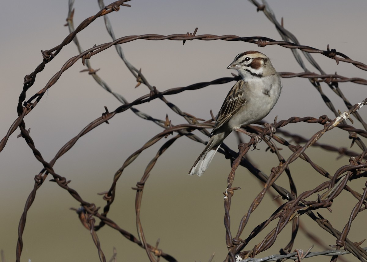 Lark Sparrow - ML632758847