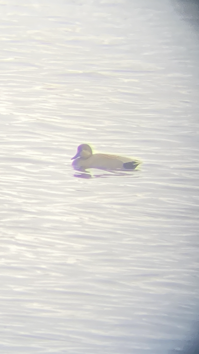 Gadwall - ML632758850