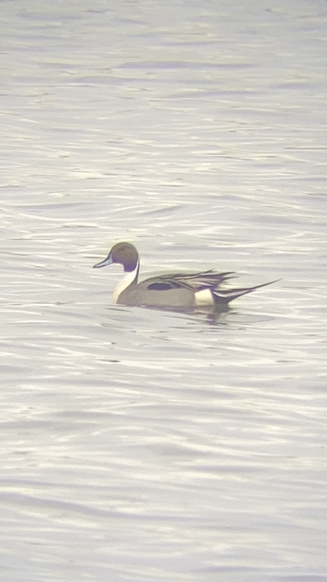 Northern Pintail - ML632758856