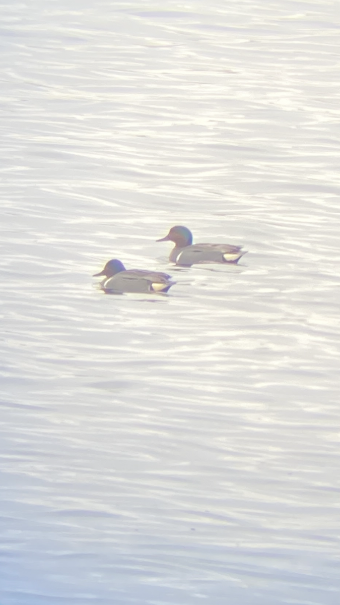 Green-winged Teal - ML632758860