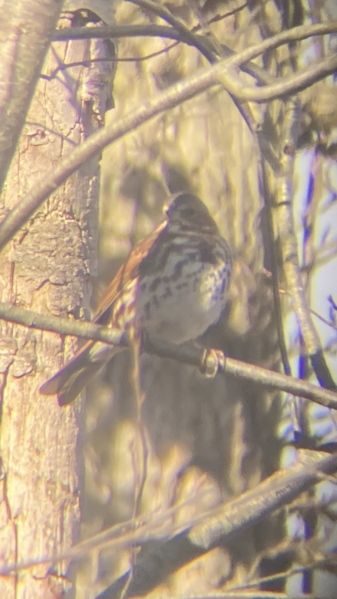 Fox Sparrow - ML632758869
