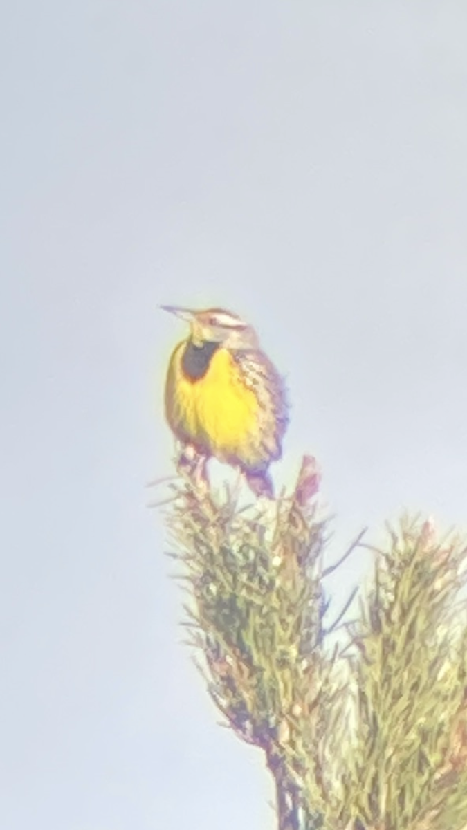 Eastern Meadowlark - ML632758871