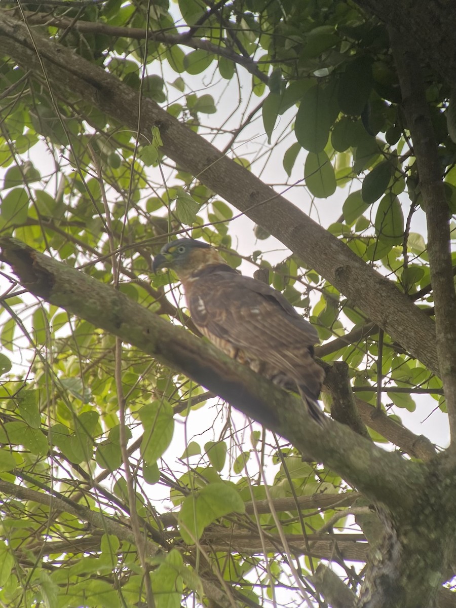 Hook-billed Kite (Hook-billed) - ML632758916