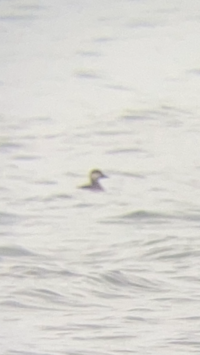 Black Scoter - ML632759138