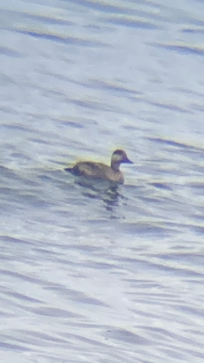 Black Scoter - ML632759139