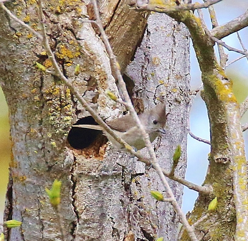 Oak Titmouse - ML632759258