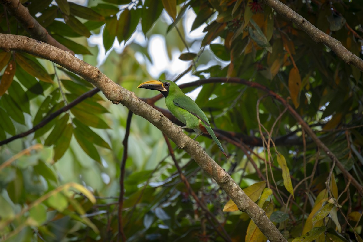 Southern Emerald-Toucanet (Black-throated) - ML632759293