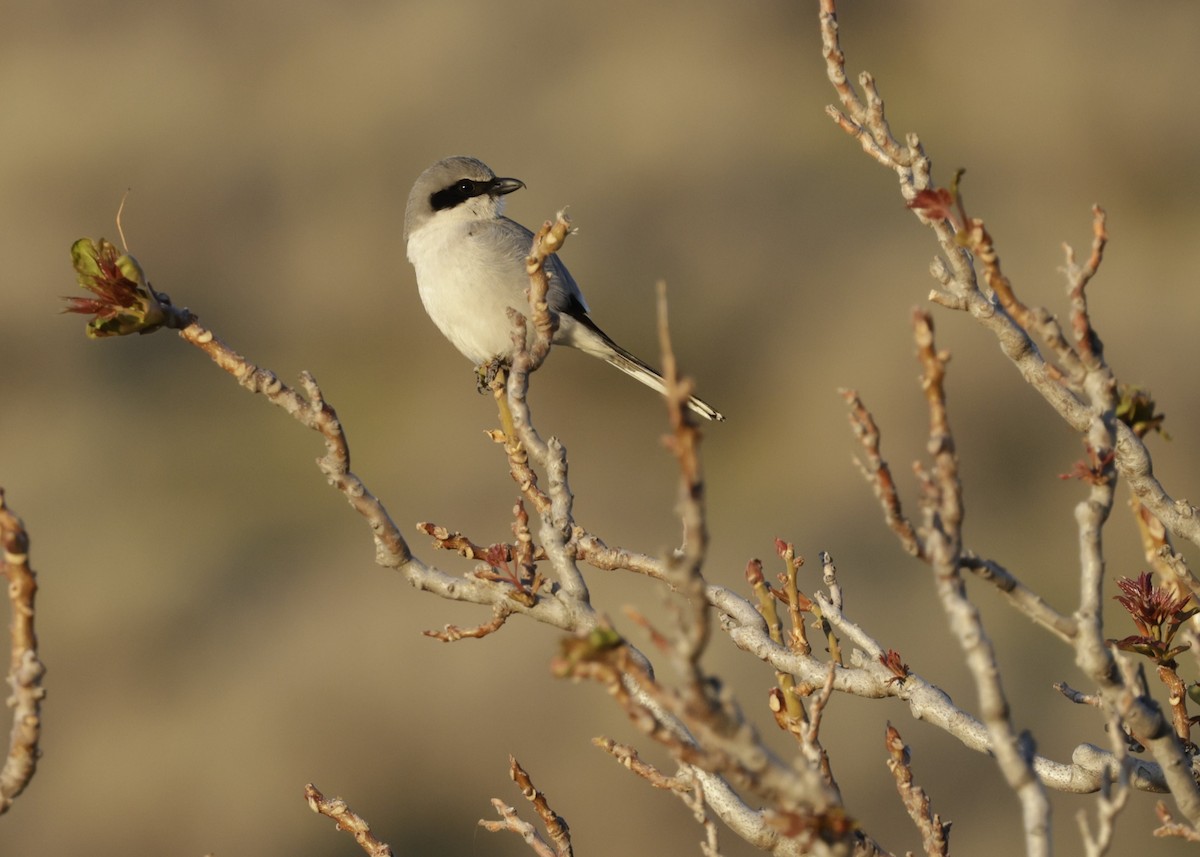 Loggerhead Shrike - ML632759319
